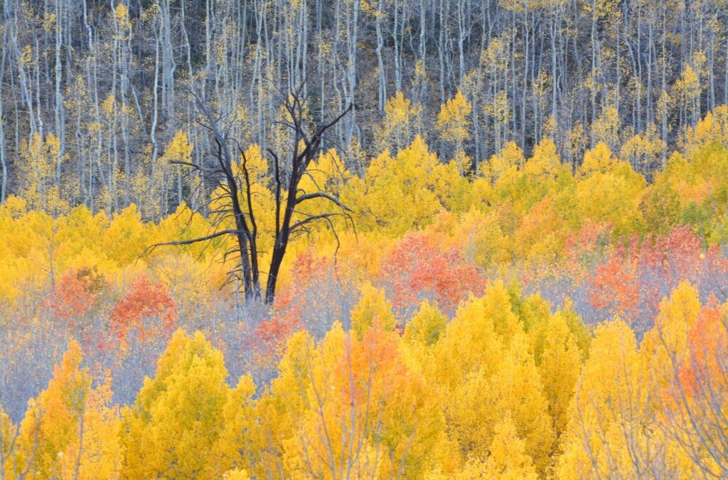 Aspen Withdrawals