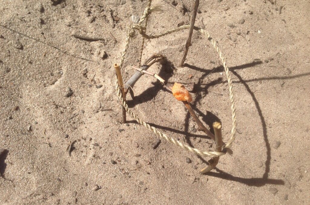 Kalahari Survival Guide: Building Snare Traps